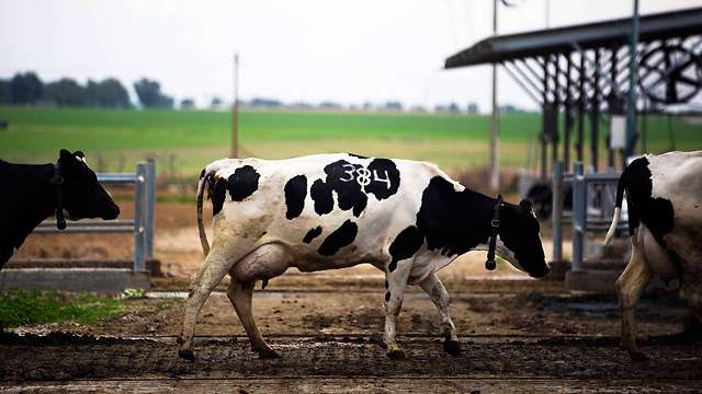 An Israeli export to the east: milking cows 