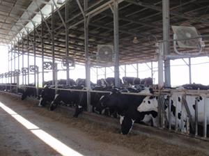 Shoval dairy farm
