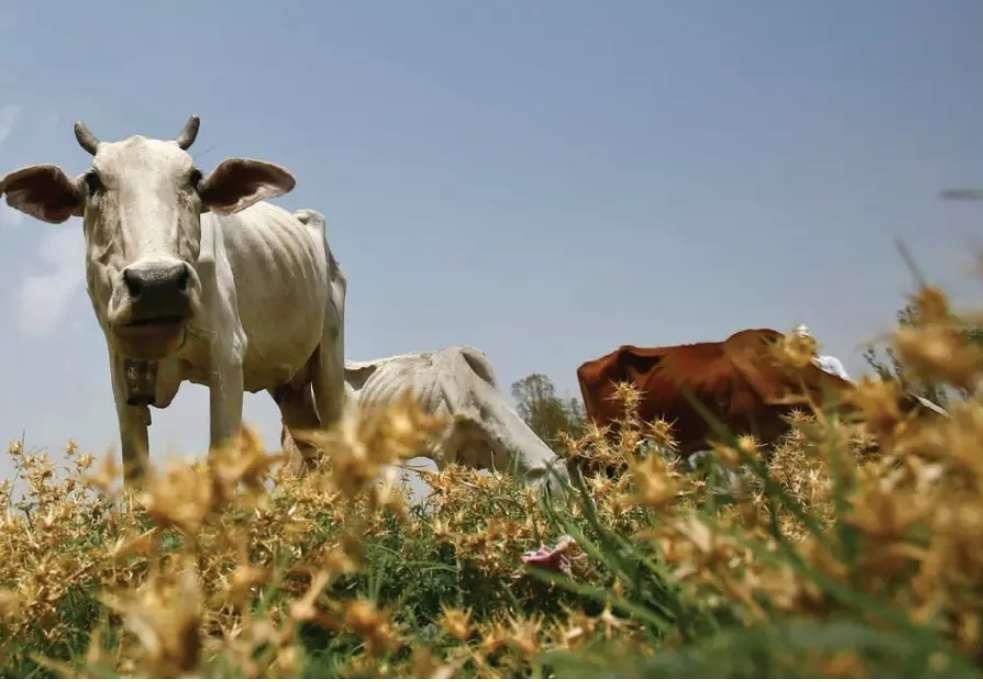 SURROGATE COW FARM in India
