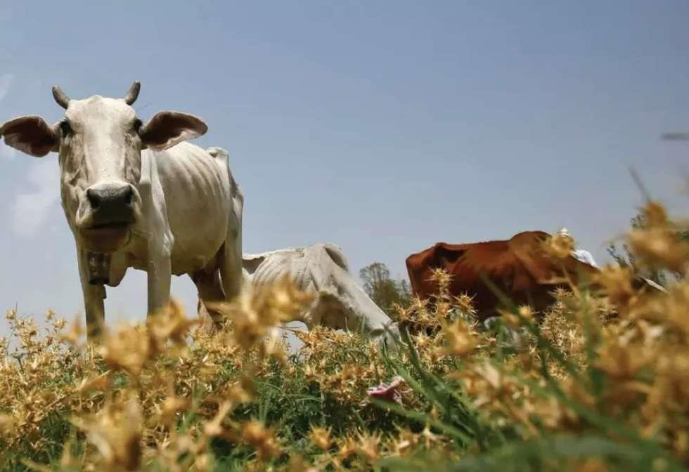 Jerusalem Post: dairy farm in South Sudan