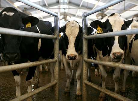 Kisumu Kenya, dairy farm to boost milk production