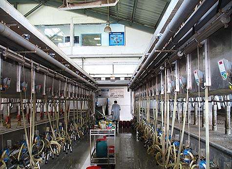 Dairy farm project in South Sudan